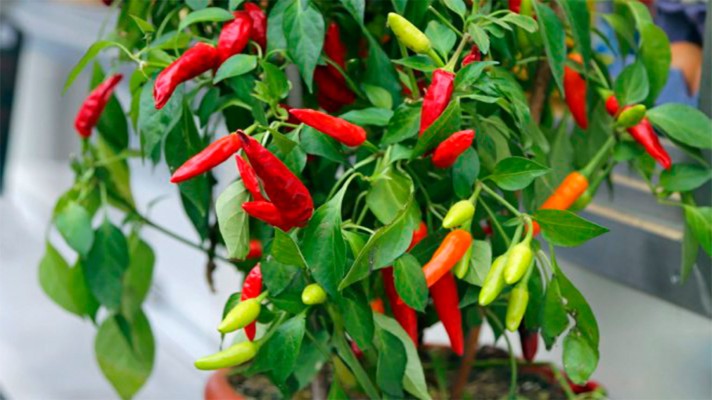 Scharfe Paprika auf der Fensterbank anbauen