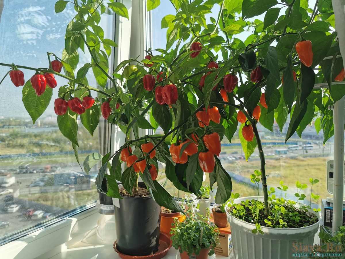 Anbau von Chili auf der Fensterbank
