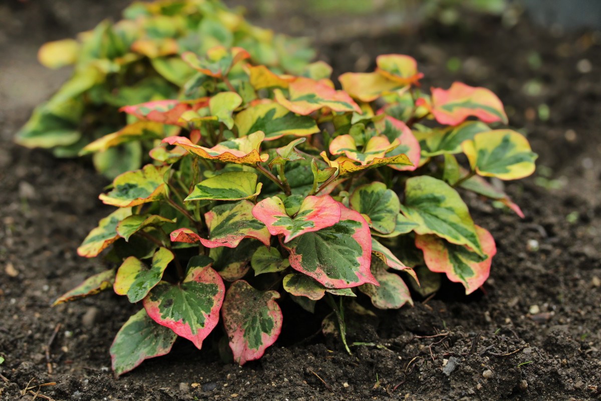 Houttuynia cordata 'Chameleon': Pflanzung und Pflege