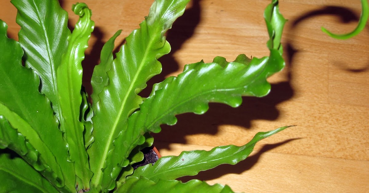 Wie vermehrt sich die Pflanze Asplenium?