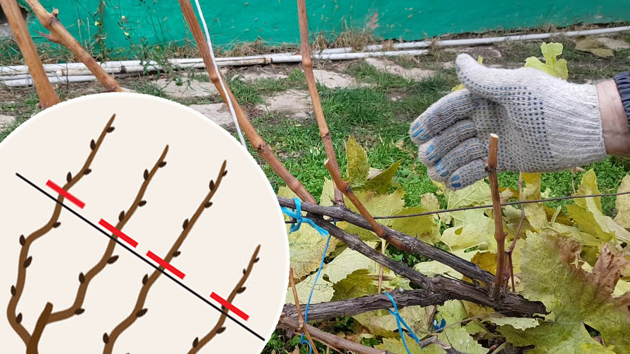 Auf wie viele Knospen soll man die Weinrebe 'Preobraschenije' zurückschneiden?