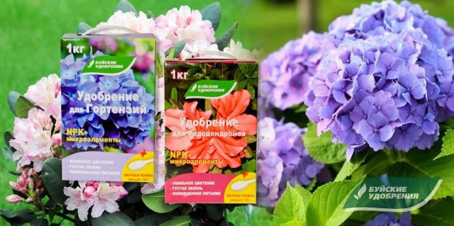Wie kann man den Boden für Rhododendren ansäuern?