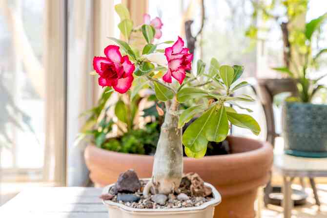 Wie pflegt man Adenium in Innenräumen?