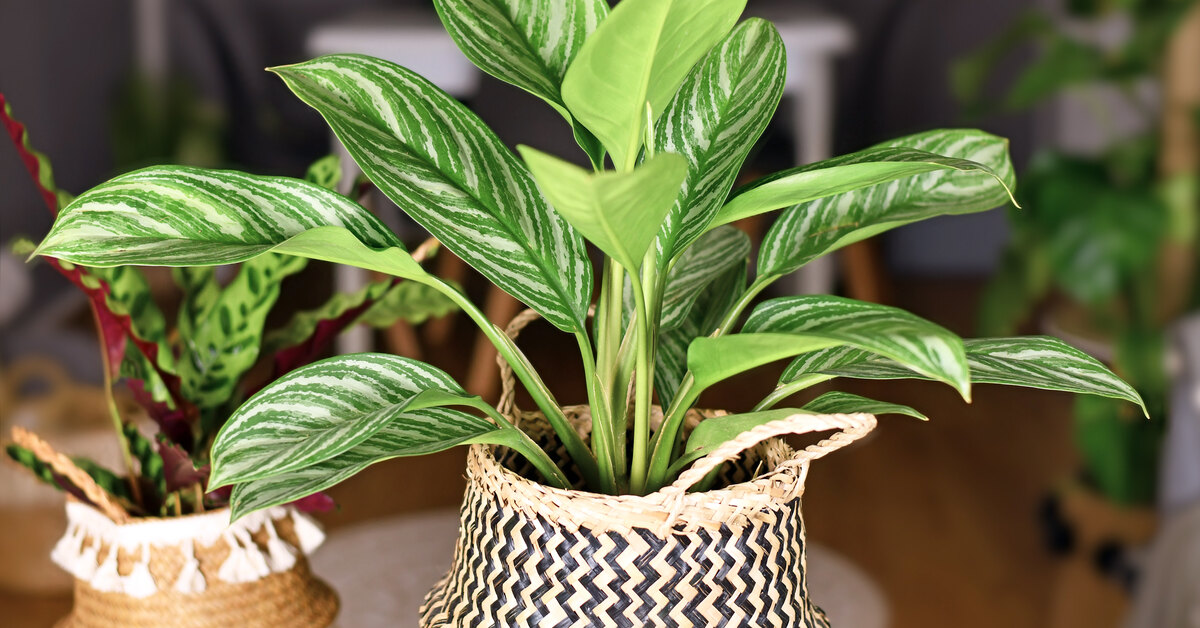 Wie pflegen Sie Aglaonema?