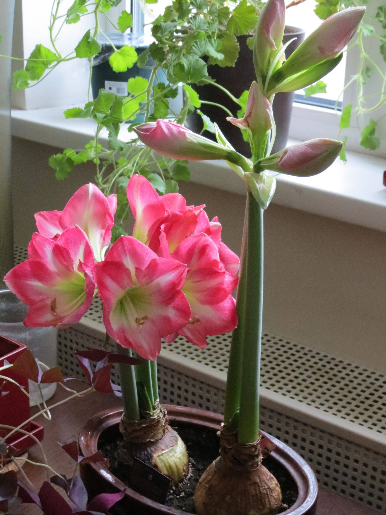 Wie pflegt man die Amaryllis nach der Blüte?