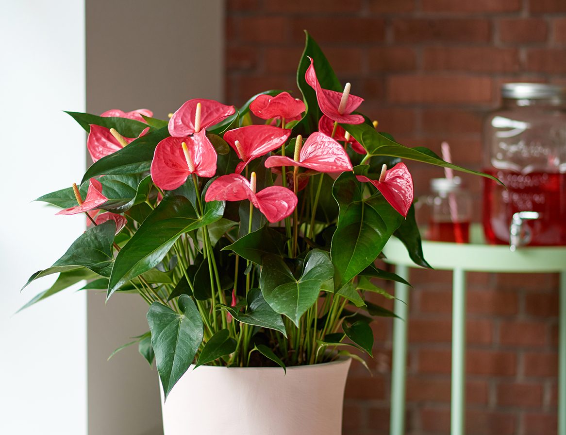 Wie pflegen Sie Anthurium zu Hause?