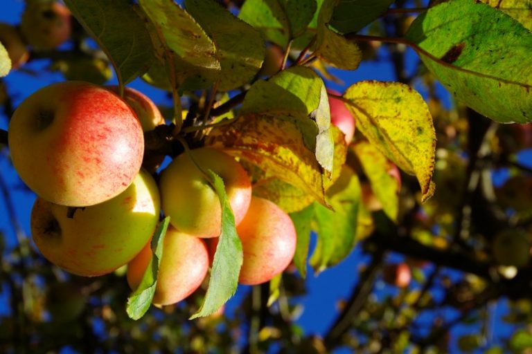 Wie pflegen Sie einen Apfelbaum im Herbst?
