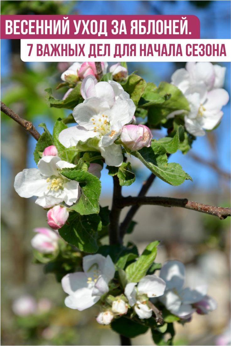 Wie pflegen Sie einen Apfelbaum im Frühling?