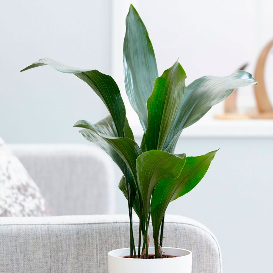 Wie pflegt man die Pflanze Aspidistra?