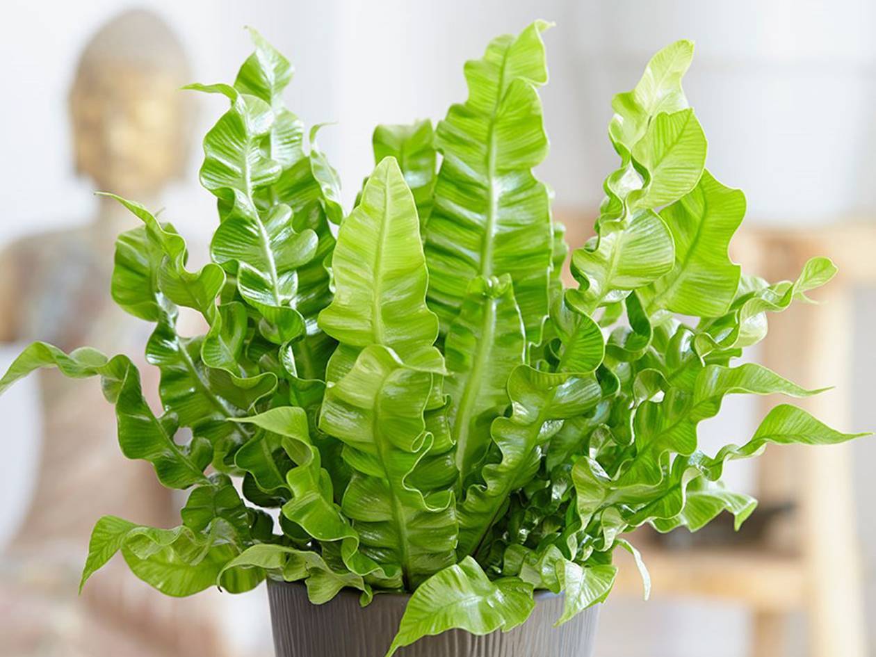 Wie pflegt man die Pflanze Asplenium?