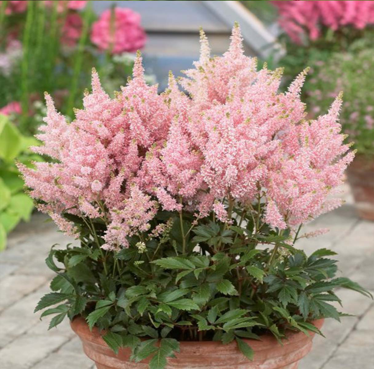 Wie pflegt man Astilbe?