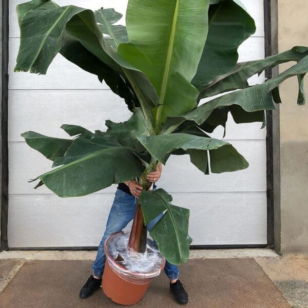 Wie pflegt man einen Bananenbaum?