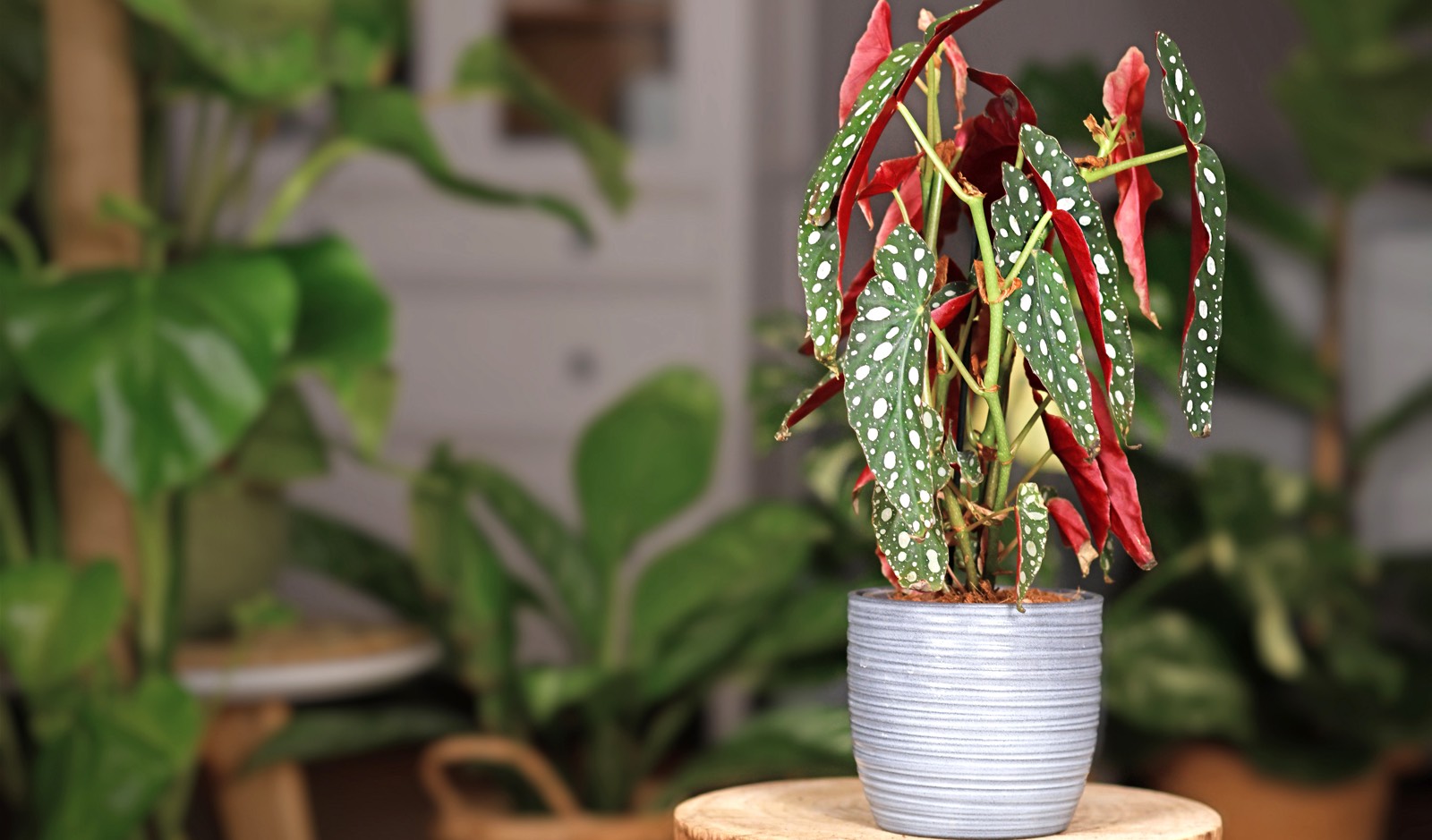 Wie pflegt man die Begonie nach der Blüte?