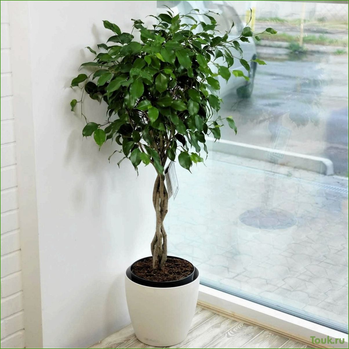 Wie pflegt man den Ficus Benjamina?