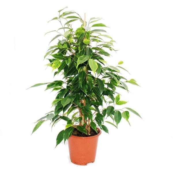 Wie pflegt man einen Ficus Benjamina 'Natasha'?