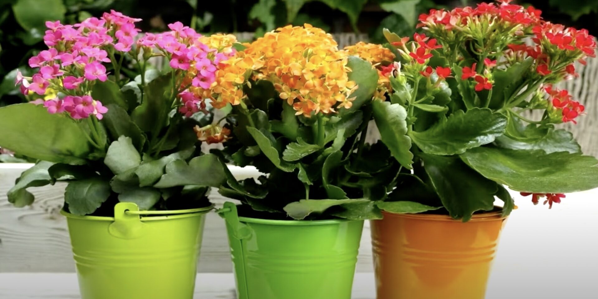 Wie pflegen Sie eine blühende Kalanchoe?