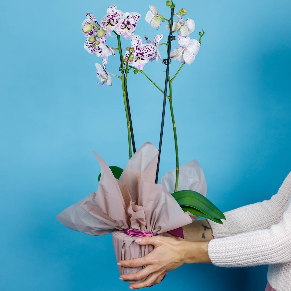 Wie pflegt man eine blaue Orchidee?