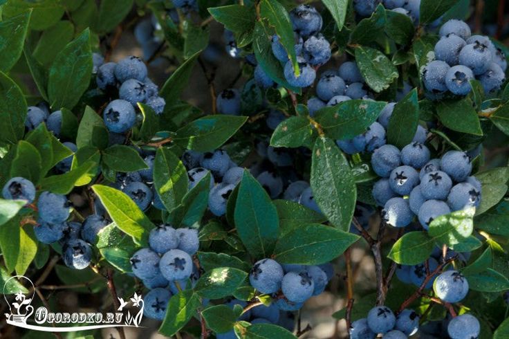 Wie pflegt man Heidelbeeren?