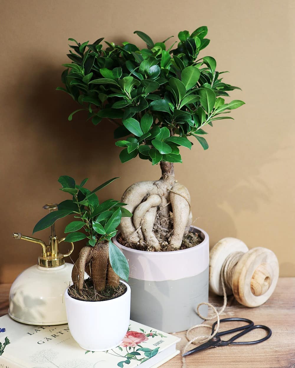 Wie pflegt man einen Ficus-Bonsai?