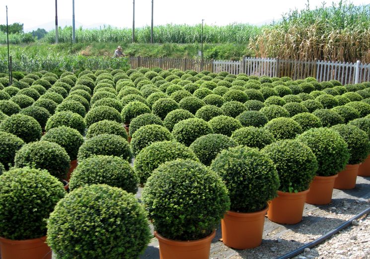 Wie pflegt man Buchsbaum im Garten?