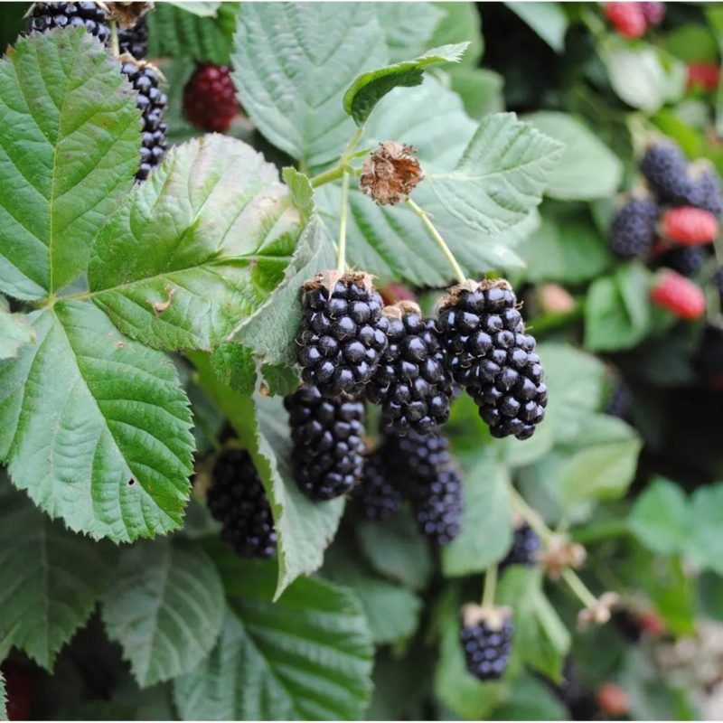 Wie pflegen Sie eine Brombeer-Himbeere?