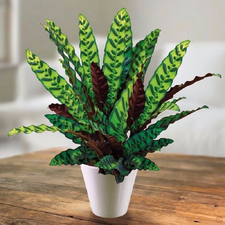 Wie pflegt man die Calathea im Haus?