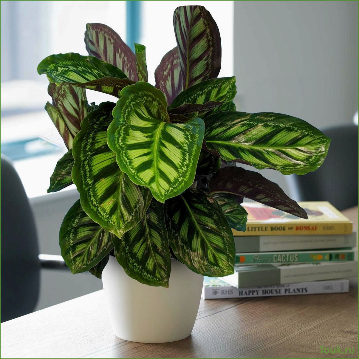 Wie pflegt man eine Calathea-Pflanze?