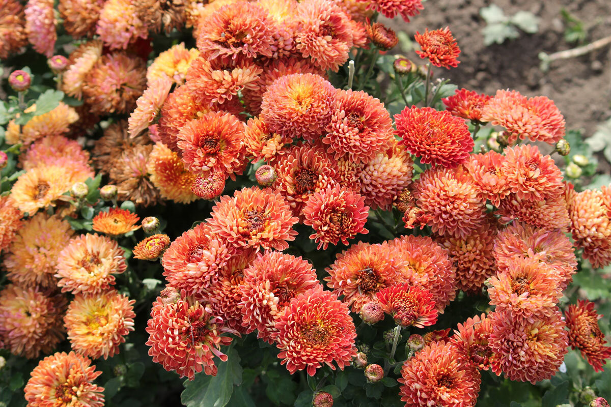 Wie pflegen Sie Chrysanthemen im Herbst im Garten?