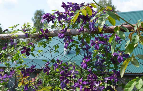 Wie pflegen Sie Clematis im Winter?