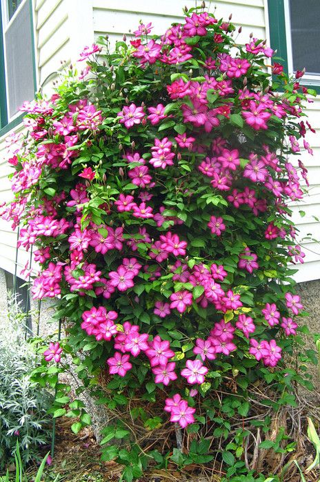 Wie pflegen Sie Clematis im Herbst?