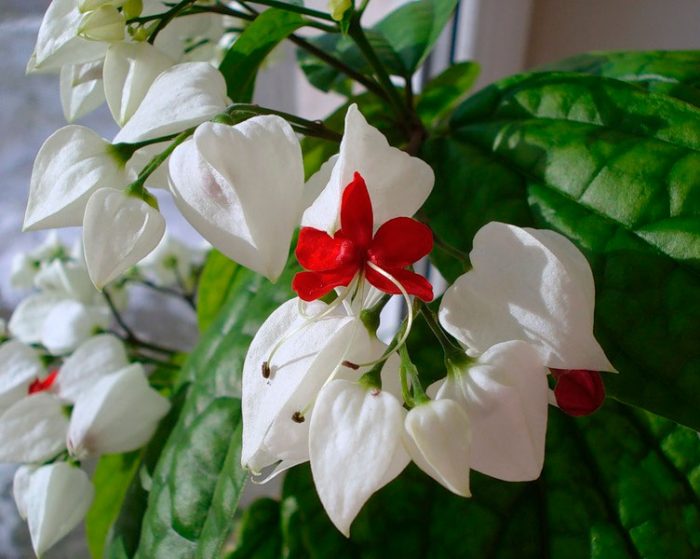 Wie pflegt man Clerodendrum zu Hause?