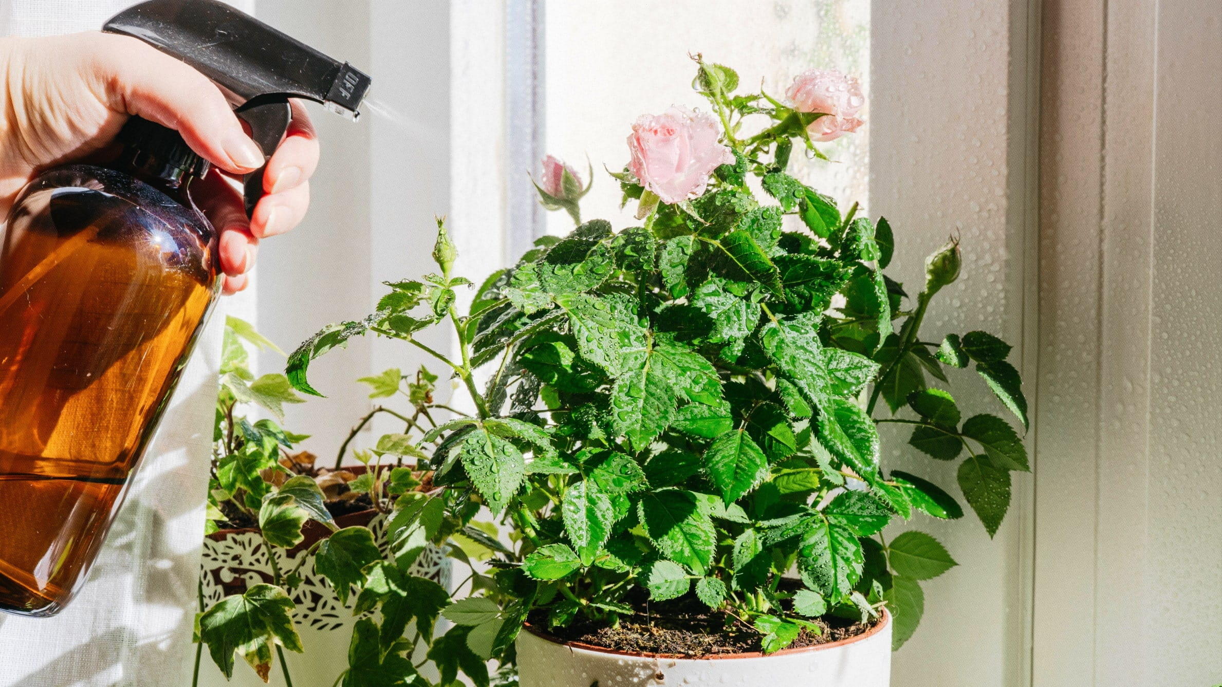 Wie pflegt man eine Kletterrose?