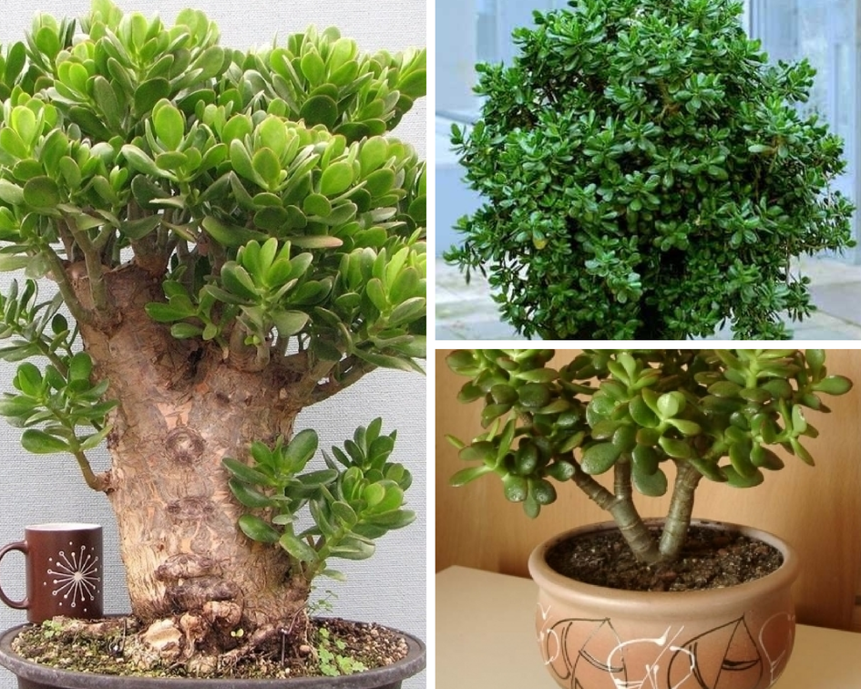 Wie pflegt man eine Crassula?