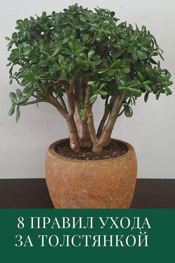 Wie pflegen Sie einen Geldbaum zu Hause?