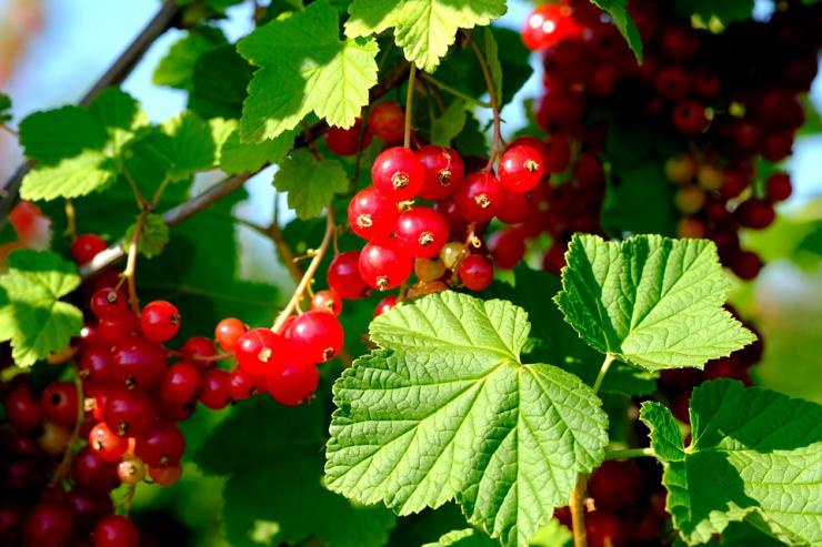 Wie pflegen Sie Johannisbeeren?