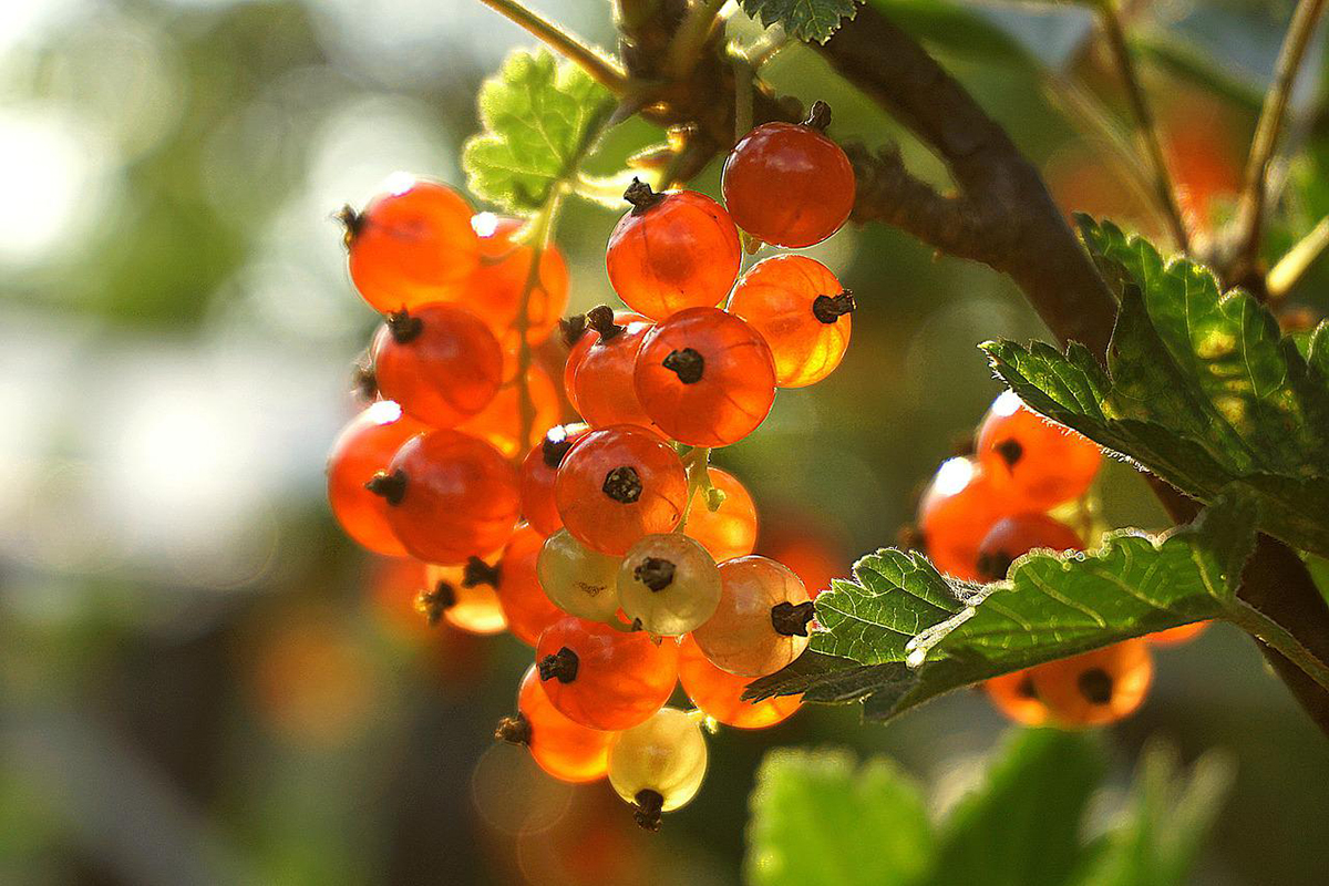 Wie pflegt man Johannisbeeren im Herbst?