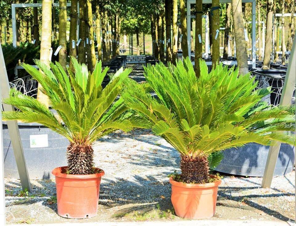 Wie pflegen Sie Cycas zu Hause?