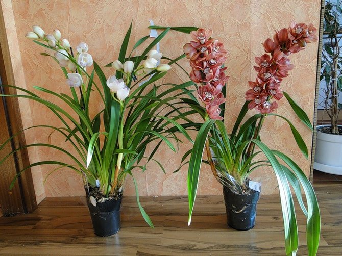 Wie pflegt man ein Cymbidium in Innenräumen?