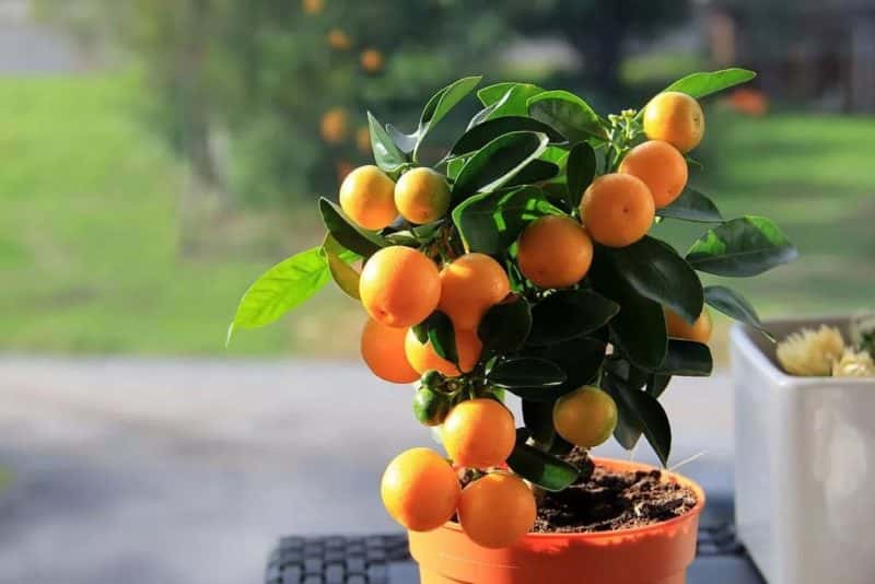 Wie pflegt man einen dekorativen Mandarinenbaum?