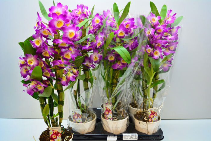 Wie pflegt man Dendrobium zu Hause?
