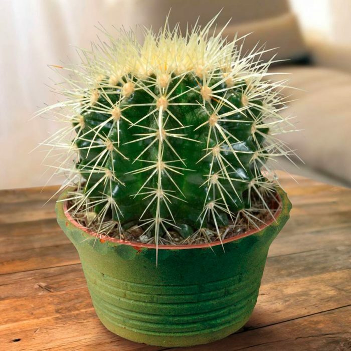 Wie pflegen Sie einen Echinocactus?