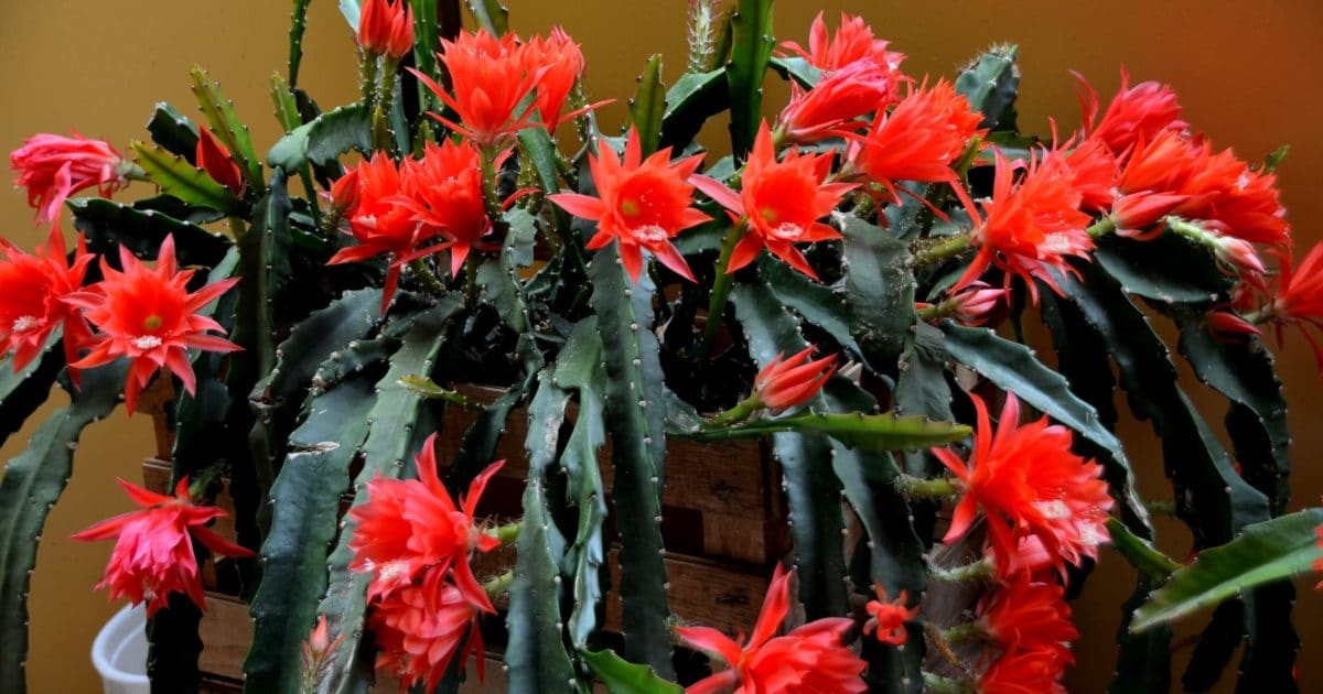 Wie pflegt man einen Epiphyllum?