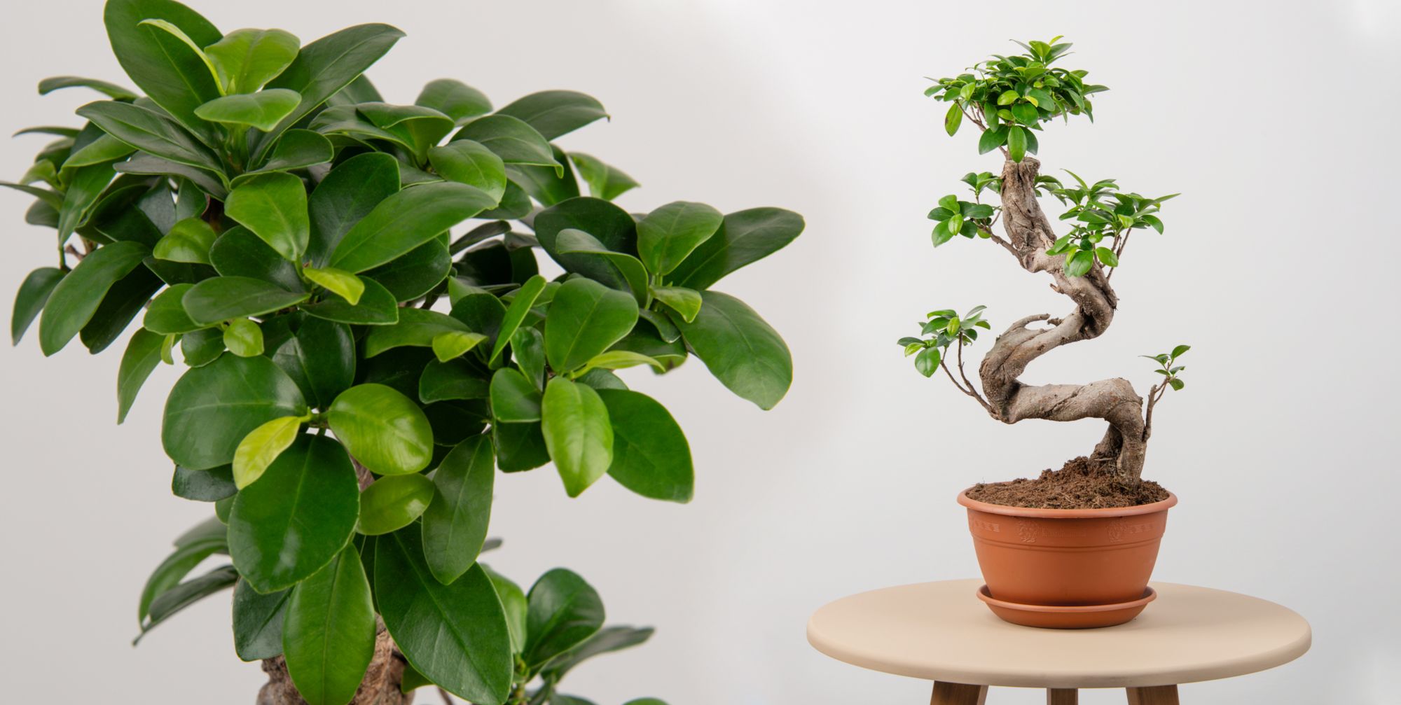 Wie pflegt man den Ficus microcarpa?