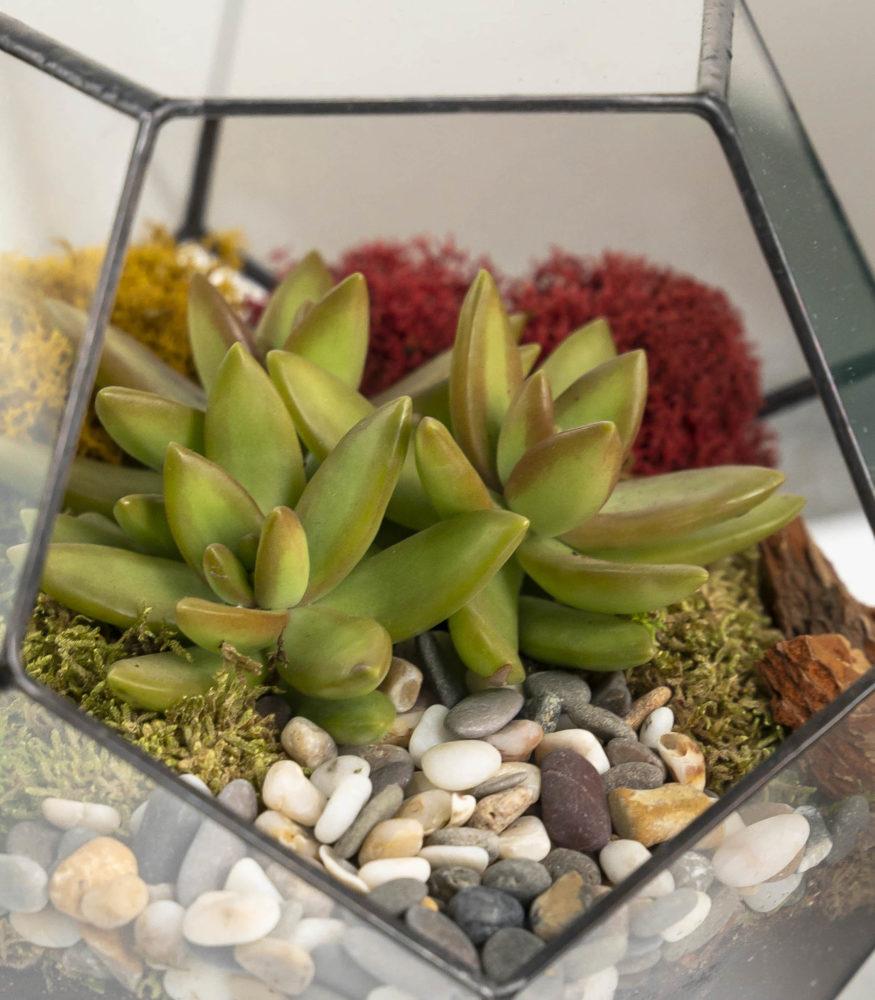 Wie pflegen Sie ein Sukkulenten-Florarium zu Hause?
