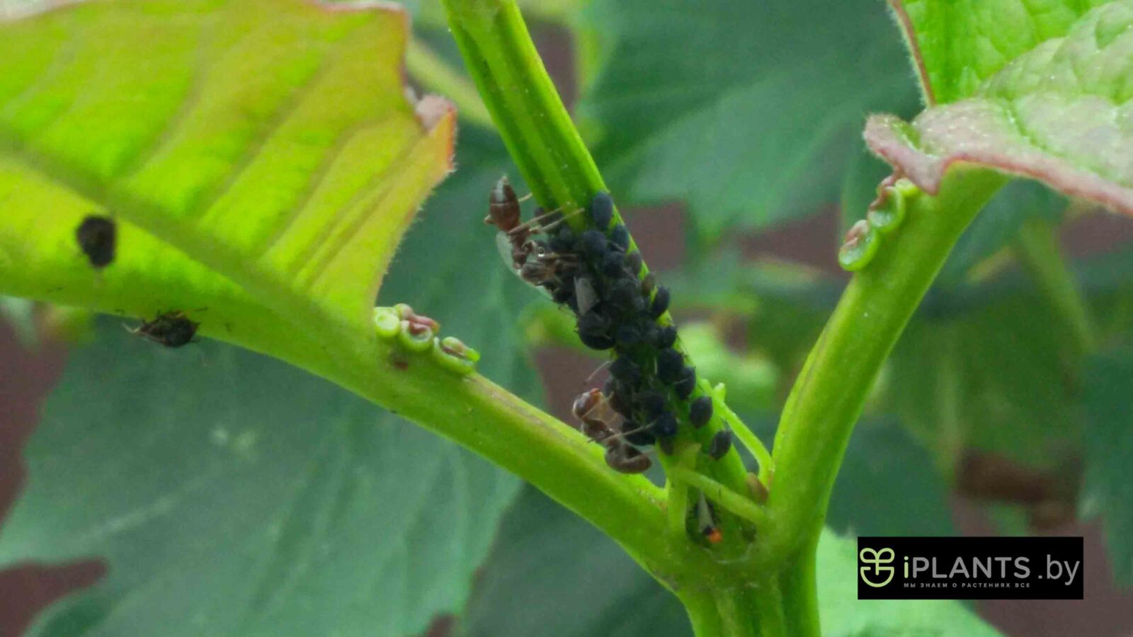 Wie pflegt man Gartenameisen?