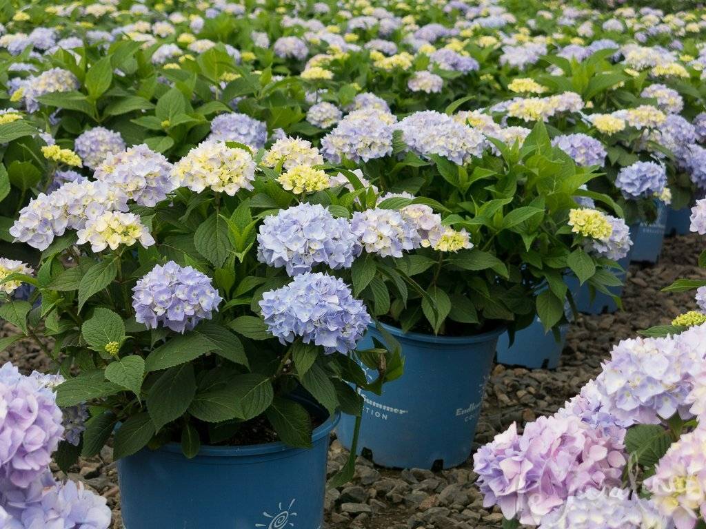 Wie pflegt man die Gartenhortensie?