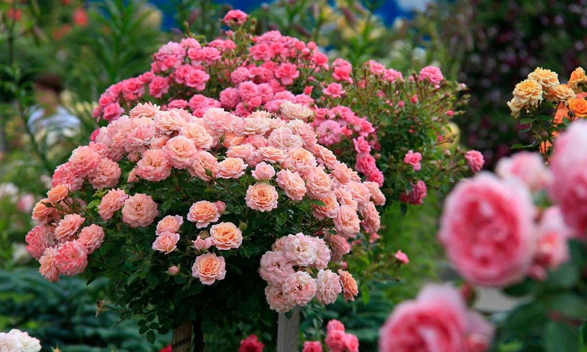 Wie pflegen Sie Gartenrosen?