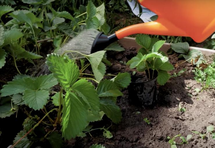 Wie pflegt man Gartenerdbeeren?