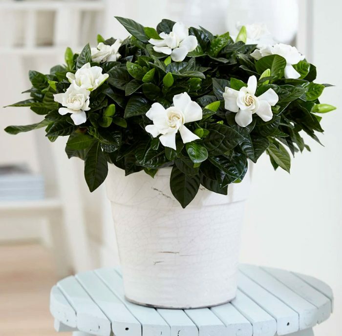 Wie pflegt man die Gardenie jasminoides?