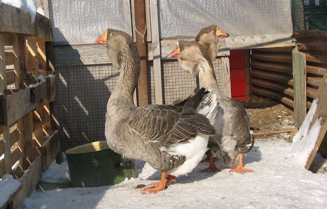 Wie pflegen Sie Gänse im Winter?